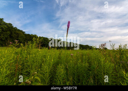 Blazing Star wildflower Wie die Sonne beginnt an einem Sommerabend zu setzen. Dixon Wasservögel Zuflucht, Putnam County, Illinois Stockfoto