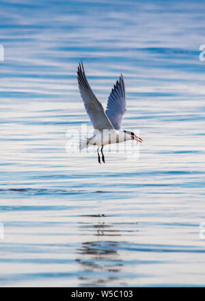 Flussseeschwalbe (Sterna hirundo), Fische zu fangen, Lake Ontario Stockfoto