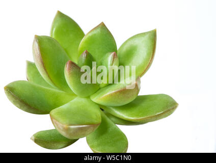 Sukkulente pflanze Mauerpfeffer, SEDUM, frische Blätter von sedum Lucidum auf weißem Hintergrund Stockfoto