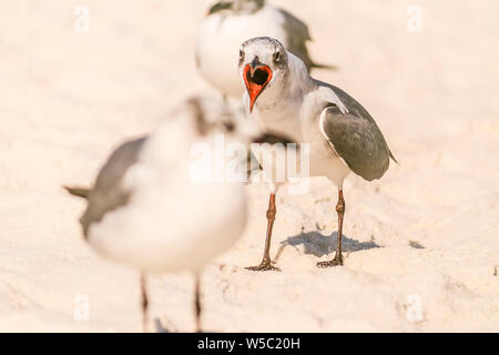 Seevögel am Strand Stockfoto