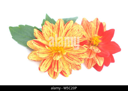 Zwei Ton Rot und Orange Dahlie flowerson weißer Hintergrund Stockfoto