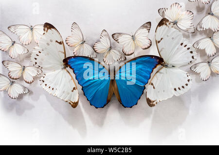 Ein Haufen weißer Schmetterlinge, zwei große Pieris rapae und ein großer blauer Morpho auf einer weißen Tischplatte Stockfoto