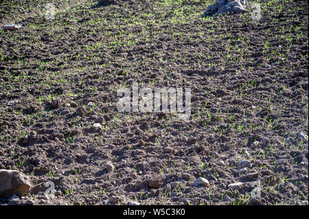 Besuche in der Nähe von ankober mit Ray Weil und Kate Tully. Ankober, Äthiopien Stockfoto
