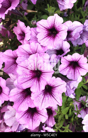 Mix petunia Blumen im Garten für den Hintergrund verwendet Stockfoto