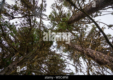 In der Nähe mehrerer Nadelbäume der Kiefern. gegen den blauen Himmel, Ansicht von unten. Kiefernwald Hintergrund Stockfoto