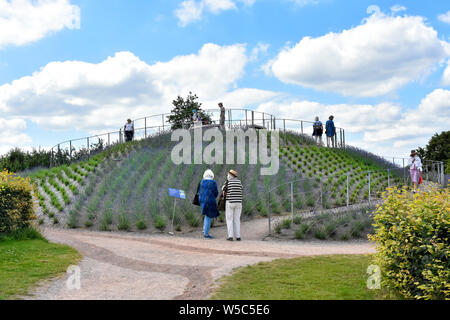 RHS Wisley Garten & Anzeigen neue Anpflanzung von Lavendel und Rosmarin Besucher Berg können kurze gewundenen Pfad für einen Blick auf die Gärten Surrey England UK Spaziergang Stockfoto