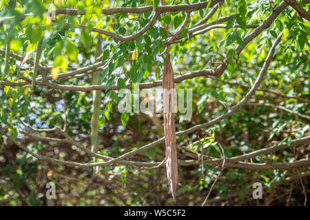 Besuche in der Nähe von debre Berhan mit Ray Weil und Kate Tully. Debre Berhan, Äthiopien Stockfoto