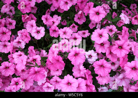 Mix petunia Blumen im Garten für den Hintergrund verwendet Stockfoto