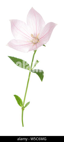 Platycodon grandiflorus Blumen auf weißem Hintergrund Stockfoto