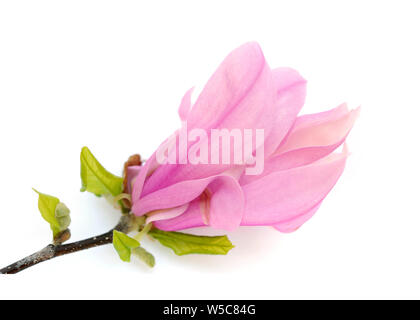 Single pink Susan Magnolia Blumen auf weißem Hintergrund Stockfoto