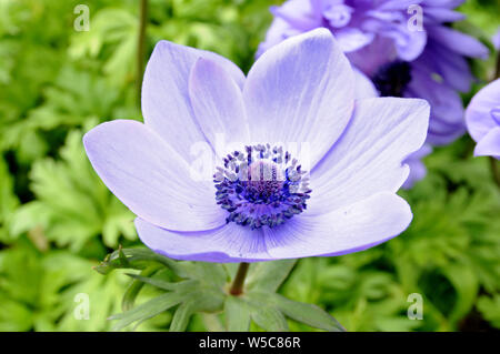 Lila mona lisa blush Blume im Garten unter der Sonne Stockfoto