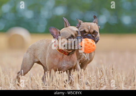 Zwei süße braune Französische Bulldogge Hunde spielen holen, während orange dog Ball in der Schnauze auf abgeernteten Feld im Spätsommer Stockfoto