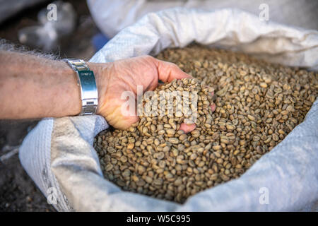 Hand siebt durch Tasche voll von Ungerösteten Kaffeebohnen, Deber Berhan, Äthiopien Stockfoto