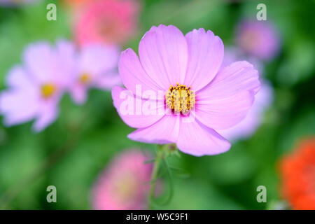 Makro Blick auf bunte Blüte Blume Cosmos Bipinnatus im Garten Stockfoto