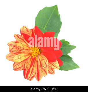 Zwei Ton Rot und Orange Dahlie Blumen auf weißem Hintergrund Stockfoto
