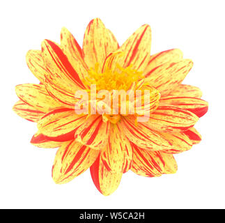 Zweifarbige rote und gelbe Dahlie Blume auf weißem Hintergrund Stockfoto