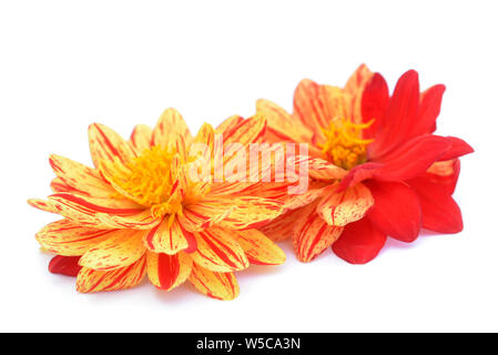 Zwei Ton Rot und Orange Dahlie Blumen auf weißem Hintergrund Stockfoto