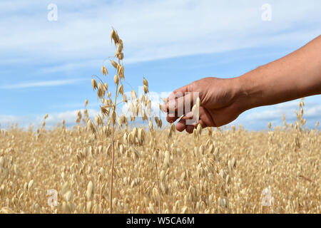Männliche hand Zweig der Hafer Korn bereit für die Ernte in der Agrarwirtschaft im Sommer Tag mit blauen Himmel im Hintergrund Stockfoto