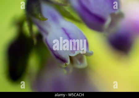 Makro Foto einer rosa bunt Beinwell Blume mit einem schönen Hintergrund, Rumänien Stockfoto