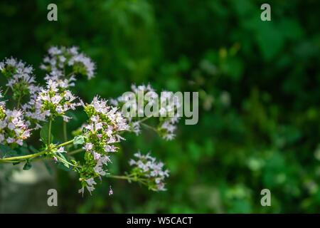 Schöne Origanum vulgare L. Blumen mit grünem Hintergrund, in der Natur Stockfoto