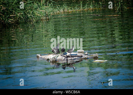 Eine Mutter und zwei kleinen Blässhuhn blässhuhn Babys stehen auf einem Stein, der vom Wasser umgeben - morii See (Lacul Morii), Bukarest, Rumänien Stockfoto