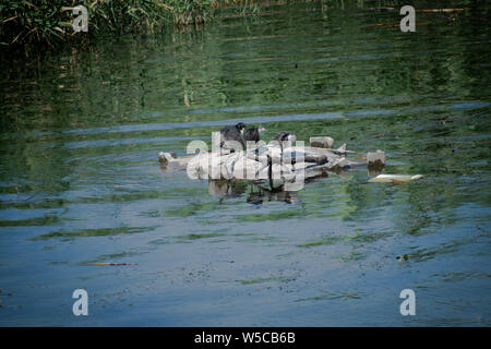 Eine Mutter und zwei kleinen Blässhuhn blässhuhn Babys stehen auf einem Stein, der vom Wasser umgeben - morii See (Lacul Morii), Bukarest, Rumänien Stockfoto