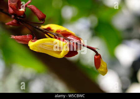 In der Nähe der spektakulären gelb-roten Blüten der immergrünen Kriechgang Thunbergia Mysorensis aus Indien vor dem Hintergrund der grünen Blätter Stockfoto