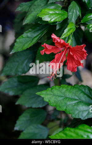 Nahaufnahme einer hellen roten Hibiscus rosa-sinensis Flower auf grünem Hintergrund. In einem tropischen Garten. Stockfoto
