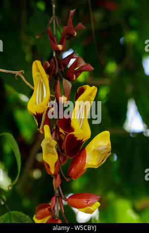 In der Nähe der spektakulären gelb-roten Blüten der immergrünen Kriechgang Thunbergia Mysorensis aus Indien vor dem Hintergrund der grünen Blätter Stockfoto