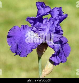 Schwertlilie, Iris Barbata-Elatior, Blue Rhythm Stockfoto