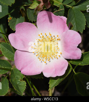 Heckenrose, hundsrose, Rosa Canina Stockfoto