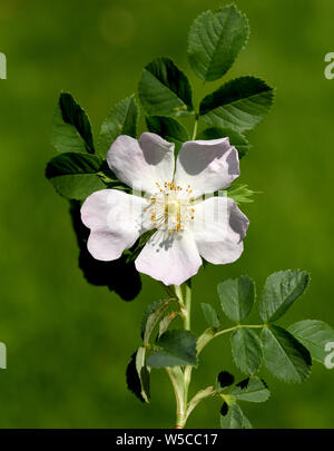 Heckenrose, hundsrose, Rosa Canina Stockfoto