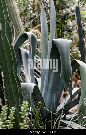 Aloe Kakteen einen großen, grünen Topfpflanzen in einem tropischen Garten. Pflanzen Hintergrund Stockfoto