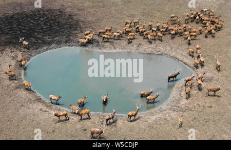 Peking, China. 28 Juni, 2019. Luftbild von am Juni 28, 2019 zeigt milu Rehe, auch als Pere David's Rehe, die sich um einen Teich in Dafeng Milu National Nature Reserve in der ostchinesischen Provinz Jiangsu bekannt. Credit: Li Xiang/Xinhua/Alamy leben Nachrichten Stockfoto