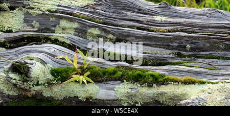 Pflanzen wachsen auf einem alten verwitterten Baum, der jetzt Treibholz auf der Kapiti Coast, Neuseeland Stockfoto