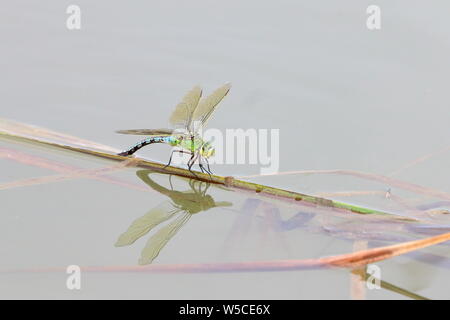 Frau Kaiser Dragonfly (Anax imperator) Eier auf einigen Pond Vegetation Stockfoto