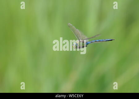 Kaiser dragonfly Anax imperator) auf der Flucht vor einem grünen Hintergrund des unscharfen Schilf Stockfoto