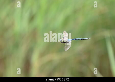 Kaiser dragonfly Anax imperator) auf der Flucht vor einem grünen Hintergrund des unscharfen Schilf Stockfoto