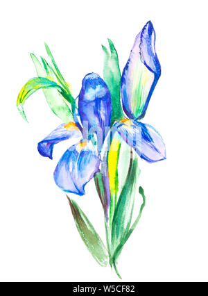 Die Verzweigung Blüte violett Iris. Aquarell Hand gezeichnet Malerei Illustration, auf weißem Hintergrund Stockfoto