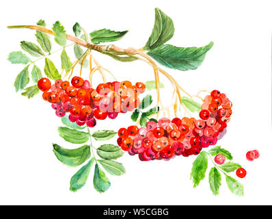 Red Viburnum opulus, common name Gefüllte Schneeball - Rose, Ast mit Blätter und Beeren, Heilpflanze. Aquarell Hand gezeichnet Malerei Illustration isoliert Stockfoto