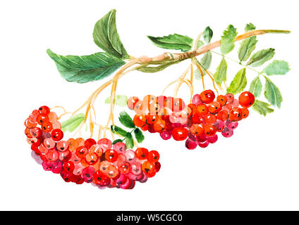 Red Viburnum opulus, common name Gefüllte Schneeball - Rose, Ast mit Blätter und Beeren, Heilpflanze. Aquarell Hand gezeichnet Malerei Illustration isoliert Stockfoto