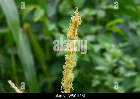 Eine Biene pollinates Blumen in der Natur Mais, Rumänien Stockfoto