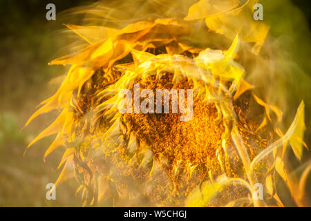 Close-up Effekt durch Doppelbelichtung eine verdorrte Sonnenblume (lat.: Helianthus annuus) im Streiflicht auf ein Feld im Norden Deutschlands. Stockfoto