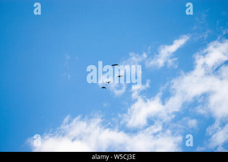 Blauer Himmel mit einigen schwarzen Krane vorbei in Rumänien Stockfoto