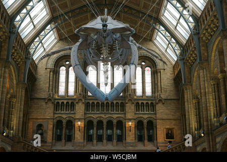 Blaues Walskelett namens Hope, das in der Hintze Hall, Natural History Museum, London, Großbritannien, hängt Stockfoto