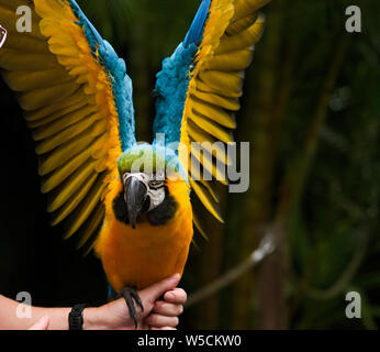 Blau und Gold/Gelb macaw sitzen mit offenen Flügeln auf einem weiblichen Hand Zoo - Brisbane, Australien Stockfoto