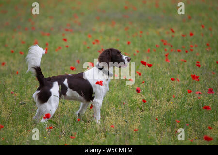 English Springer Spaniel, Mohnfeld, Blasen Stockfoto