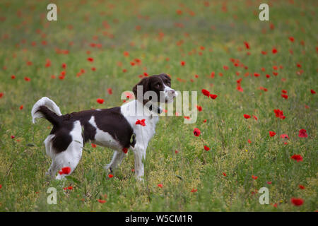 English Springer Spaniel, Mohnfeld, Blasen Stockfoto