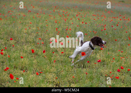 English Springer Spaniel, Mohnfeld, Kent Großbritannien, atemberaubende Stockfoto