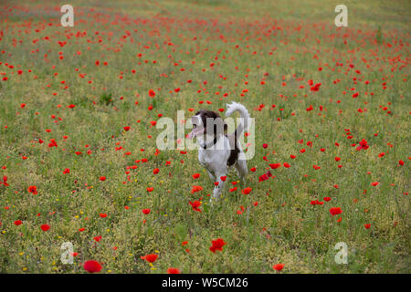 English Springer Spaniel, Mohnfeld, Kent Großbritannien, atemberaubende Stockfoto